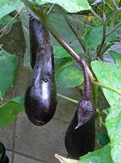 Eggplant091003a.jpg