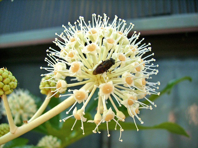Flower-Bug-2.JPG