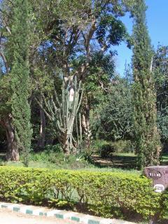 BangaloreBotanicalGardenB.jpg