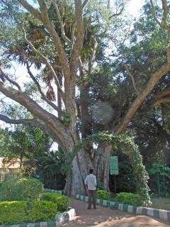 BangaloreBotanicalGardenC.jpg