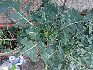 Brocoli0901-1.jpg