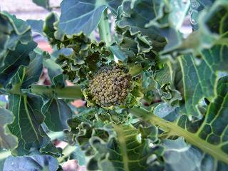 Brocoli0901-2.jpg