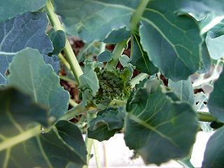 Brocoli0901-3.jpg