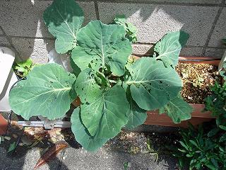 Cabbage0904.jpg