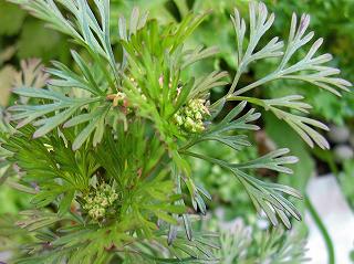 Coriander0901-5.jpg