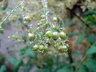 Coriander090606a.jpg