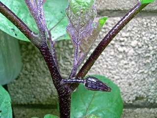 Eggplant090606.jpg