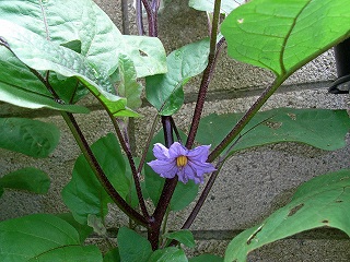 Eggplant090613.jpg