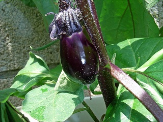 Eggplant090619.jpg