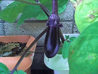 Eggplant090628.jpg