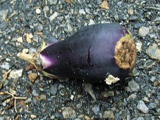 Eggplant090912a.jpg