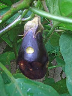 Eggplant090912c.jpg