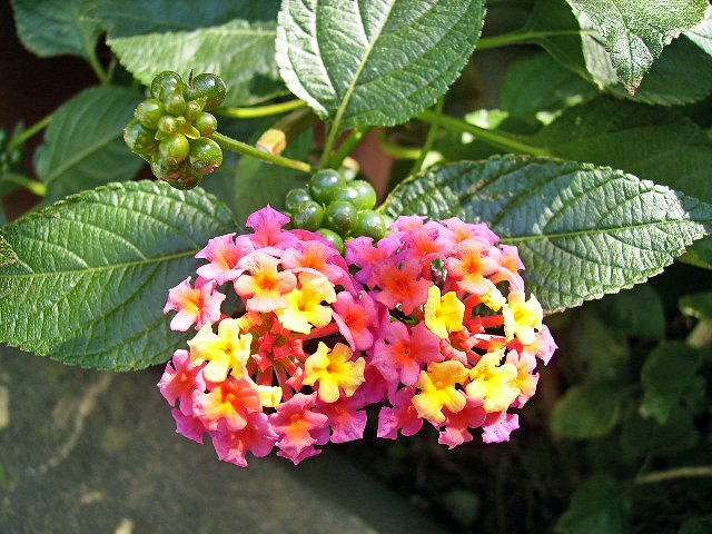 Flower0711-2.JPG