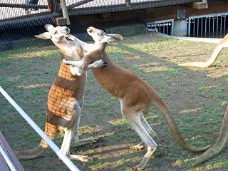 FujiSafariKangaroo1.jpg