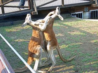 FujiSafariKangaroo2.jpg