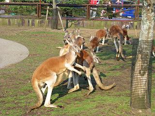 FujiSafariKangaroo4.jpg