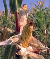 GMcorn.jpg