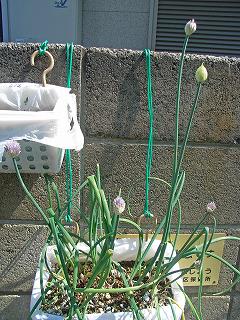 GreenOnion0904a.jpg