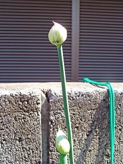 GreenOnion0904b.jpg