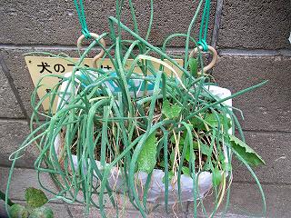 GreenOnion0910a.jpg