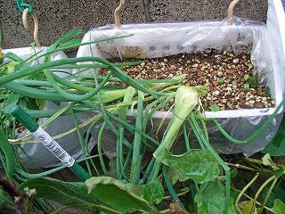 GreenOnion0910b.jpg