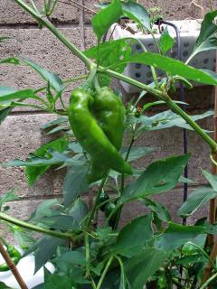 GreenPepper1008.jpg