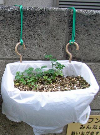 HangingPlanter1.jpg