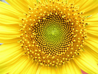 Helianthus_whorl.jpg