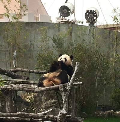 IMG_8836part-panda.jpg