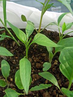 Jalapeno0904.jpg