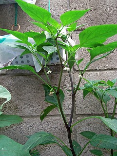 Jarapeno090613a.jpg