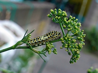 Parsley090705a.jpg