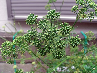 Parsley090705b.jpg