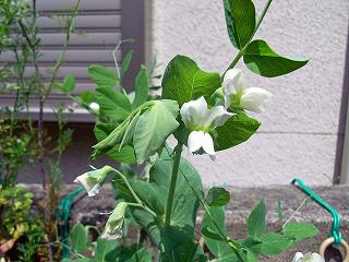 Pea0904-3.jpg
