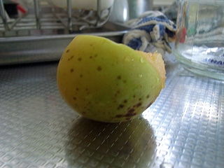 Plum0907b.jpg