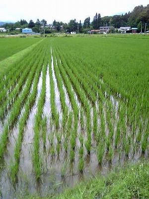 RiceField.jpg