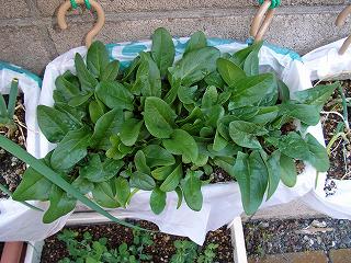 Spinach0902.jpg