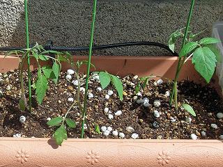 Tomato0904-12.jpg