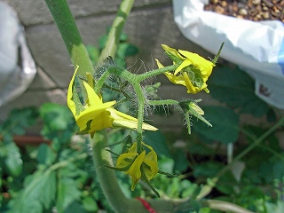 Tomato090523b.jpg