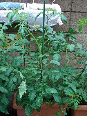 Tomato090530b.jpg