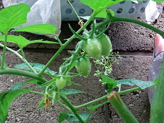 Tomato090606a.jpg