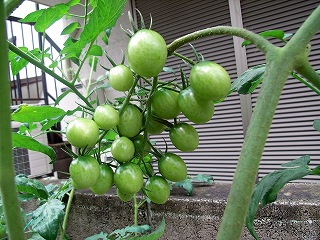 Tomato090705a.jpg