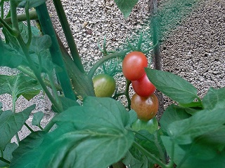 Tomato090705c.jpg