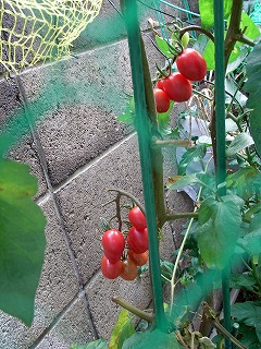 Tomato090712a.jpg