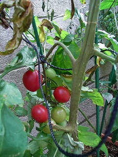 Tomato090712b.jpg