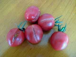 burstedTomatos0907.jpg