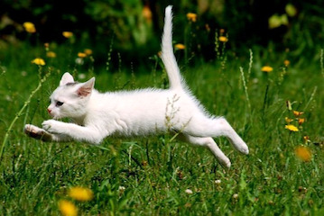 catkittyrunningsillystampedesweet-a8d8fd9aa1070b608302c897ad9af4c2-h2656d.jpg