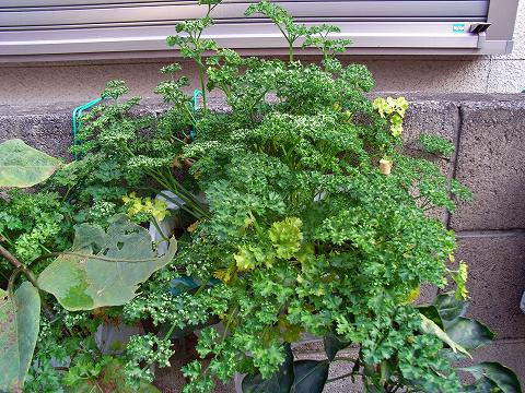 parsley0911.jpg