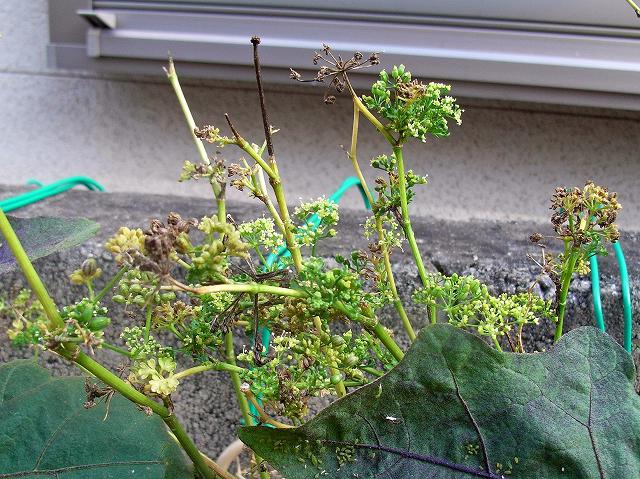 parsley0911a.jpg