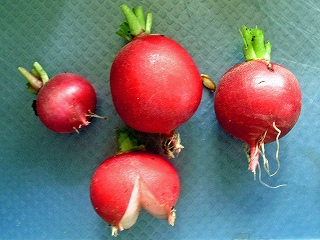 radish0904.jpg